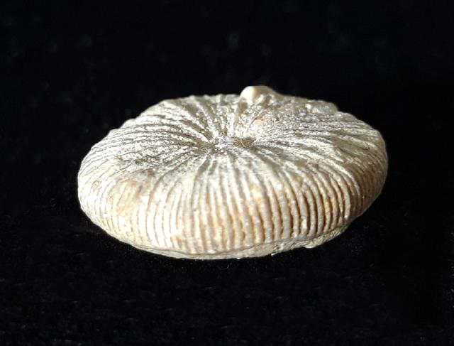 Paracycloseris cf. elizabethae WELLS 1934 - Bild © FossNet FossilienStore